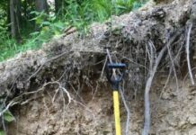 Research: Soil assessments pay off in faster regeneration, lower costs —