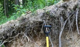 Research: Soil assessments pay off in faster regeneration, lower costs —