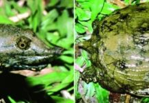 Research: Newly discovered turtle species is facing extinction —