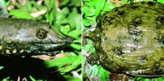 Research: Newly discovered turtle species is facing extinction —