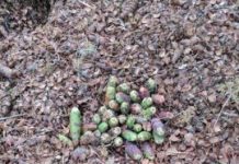 Research: In the squirrel world, prime real estate is determined by previous owner, study reveals —