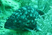 Research: Scientists look to past to help identify fish threatened with local extinction —