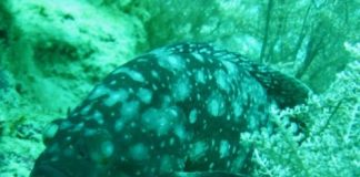 Research: Scientists look to past to help identify fish threatened with local extinction —