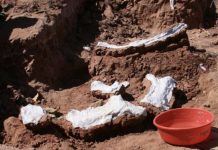 Research: Mnyamawamtuka moyowamkia fossils recovered from East African Rift System —