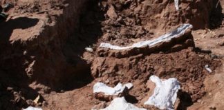 Research: Mnyamawamtuka moyowamkia fossils recovered from East African Rift System —