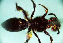 Research: Tracking pollen with quantum dots —