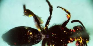 Research: Tracking pollen with quantum dots —