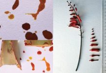 Research: Aloe sanginalis, a new red Aloe from Somaliland —