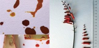 Research: Aloe sanginalis, a new red Aloe from Somaliland —