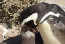 Research: Parents don’t pick favorites, at least if you’re a Magellanic penguin —