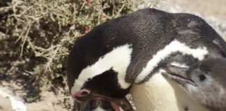 Research: Parents don’t pick favorites, at least if you’re a Magellanic penguin —