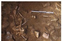 Research: Dog burial as common ritual in Neolithic populations of north-eastern Iberian Peninsula —