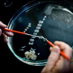 Study: Can we repair the brain? The promise of stem cell technologies for treating Parkinson’s disease — (Details)