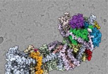 Research: New molecular blueprint advances our understanding of photosynthesis —