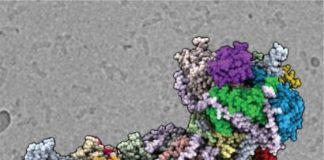 Research: New molecular blueprint advances our understanding of photosynthesis —