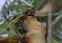 Research: From vibrations alone, acacia ants can tell nibbles from the wind —