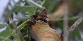 Research: From vibrations alone, acacia ants can tell nibbles from the wind —
