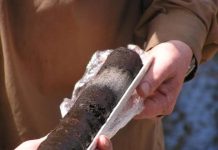 Research: Preserved leaves reveal 7000 years of rainfall and drought —