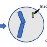 Study: Researchers use genetic manipulation techniques to highlight how the function of a protein can lead to neurodevelopmental delays — (Details)