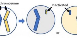 Study: Researchers use genetic manipulation techniques to highlight how the function of a protein can lead to neurodevelopmental delays — (Details)