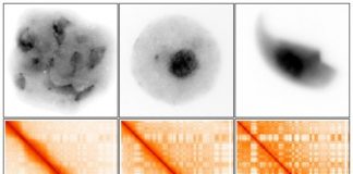 Study: Study reveals crucial developmental period for father’s ability to produce offspring — (Details)