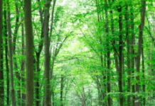 Research: World’s biggest terrestrial carbon sinks are found in young forests —