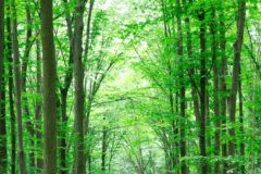 Research: World’s biggest terrestrial carbon sinks are found in young forests —