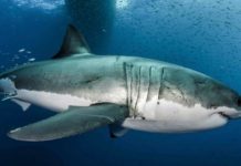 Research: Huge genome reveals sequence adaptations in key wound healing and genome stability genes tied to cancer protection —