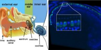 Research: Gene therapy durably reverses congenital deafness in mice —