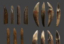 Research: Homo sapiens colonized South Asian rainforest by hunting small mammals 45,000 years ago —