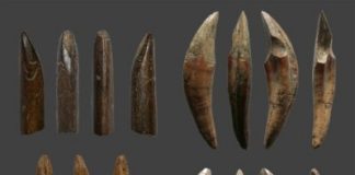 Research: Homo sapiens colonized South Asian rainforest by hunting small mammals 45,000 years ago —