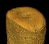 Research: Isotope analyses performed on single amino acids in Neanderthals’ collagen samples shed new light on their debated diet —