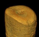 Research: Isotope analyses performed on single amino acids in Neanderthals’ collagen samples shed new light on their debated diet —