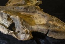 Research: 20-million-year-old tusked sea cow is Central America’s oldest marine mammal —