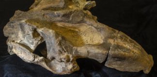 Research: 20-million-year-old tusked sea cow is Central America’s oldest marine mammal —