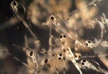 Research: New studies on cod larvae show severe organ damages caused by high CO2 concentrations —