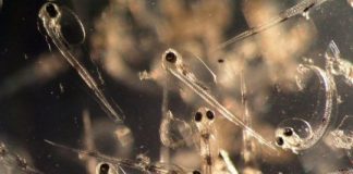 Research: New studies on cod larvae show severe organ damages caused by high CO2 concentrations —