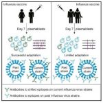 Study: A lack of antibody diversity may make the elderly more susceptible to the flu — (Details)