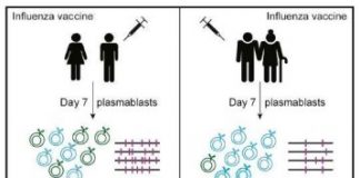 Study: A lack of antibody diversity may make the elderly more susceptible to the flu — (Details)