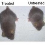Study: CRISPR/Cas9 therapy can suppress aging, enhance health and extend life span in mice — (Details)