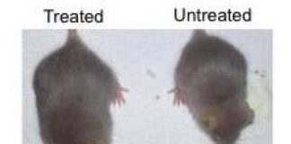 Study: CRISPR/Cas9 therapy can suppress aging, enhance health and extend life span in mice — (Details)