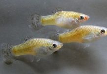 Research: Fish with a high level of familiarity are more aggressive towards each other —