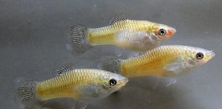 Research: Fish with a high level of familiarity are more aggressive towards each other —