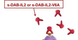 Study: Updated, safer versions of diphtheria fusion toxin DAB-IL-2 show promise in reducing tumor growth — (Details)