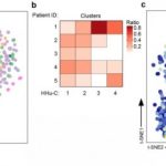 Study: Scientists create new map of brain’s immune system — (Details)