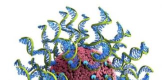 Tech: Novel approach will aid scientists in optimizing SNAs as therapeutic vaccines to treat cancer — (Report)