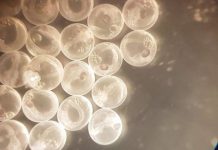 Research: Scientists solve mystery of a fish called Mary’s ‘virgin’ birth —