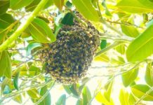 Research: Immense numbers of introduced honey bees overwhelm native pollinators for access to pollen and nectar —