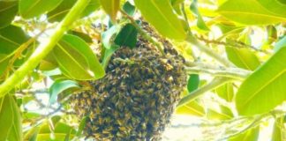 Research: Immense numbers of introduced honey bees overwhelm native pollinators for access to pollen and nectar —