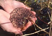 Research: Cold-temperature variability important in evaluating climate change —